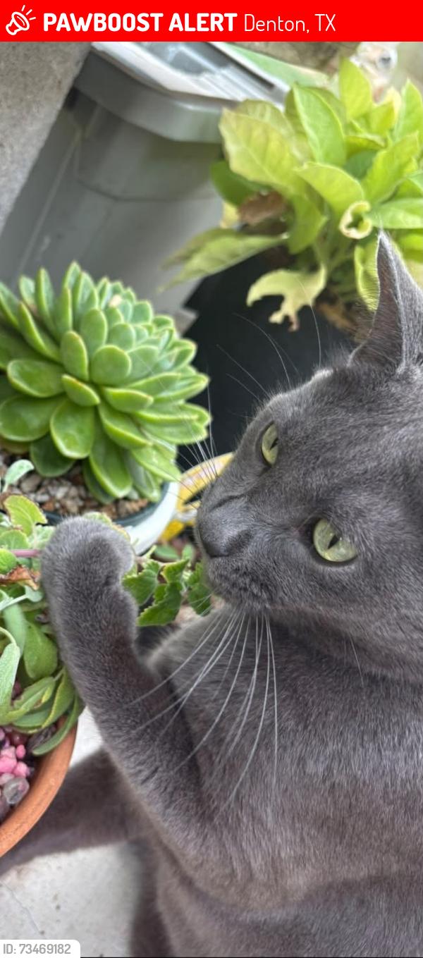 Lost Male Cat last seen Pecan park, Denton, TX 76208