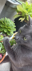 Lost Male Cat last seen Pecan park, Denton, TX 76208