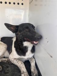 Shelter Stray Male Dog last seen S UNION AVE/DANIELS ST, BAKERSFIELD CA, 201 S Mt Vernon Ave, Bakersfield, CA 93307, USA