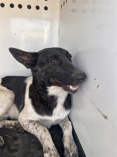 Shelter Stray Male Dog last seen S UNION AVE/DANIELS ST, BAKERSFIELD CA, 201 S Mt Vernon Ave, Bakersfield, CA 93307, USA