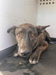 Shelter Stray Female Dog last seen S UNION AVE/DANIELS ST, BAKERSFIELD CA, 201 S Mt Vernon Ave, Bakersfield, CA 93307, USA