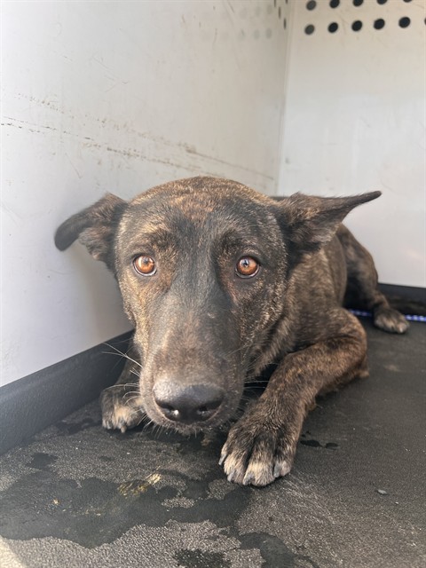 Shelter Stray Female Dog last seen S UNION AVE/DANIELS ST, BAKERSFIELD CA, 201 S Mt Vernon Ave, Bakersfield, CA 93307, USA