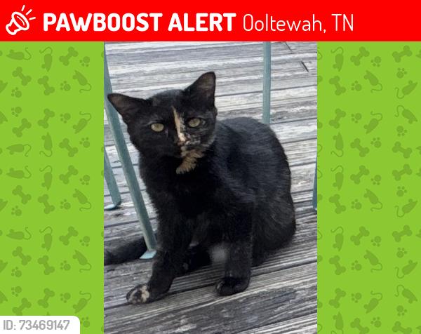 Lost Female Cat last seen Near Salmon Ln (no location other than this), Ooltewah, TN 37363
