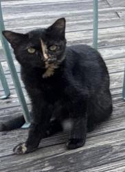 Lost Female Cat last seen Near Salmon Ln (no location other than this), Ooltewah, TN 37363
