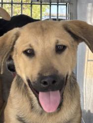 Shelter Stray Male Dog last seen Near BLOCK GREGORY DR, MOJAVE CA 93501, 3951 Fruitvale Ave, Bakersfield, CA 93308, USA