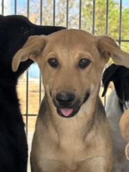 Shelter Stray Female Dog last seen Near BLOCK GREGORY DR, MOJAVE CA 93501, 3951 Fruitvale Ave, Bakersfield, CA 93308, USA