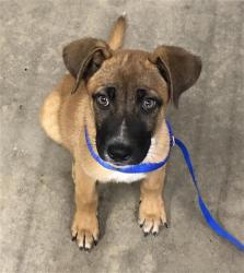 Shelter Stray Female Dog last seen Near BLOCK E MCKENZIE AVE, FRESNO CA 93702, 5277 E Airways Blvd, Fresno, CA 93727, USA