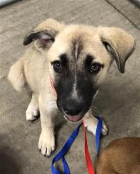 Shelter Stray Female Dog last seen Near BLOCK E MCKENZIE AVE, FRESNO CA 93702, 5277 E Airways Blvd, Fresno, CA 93727, USA