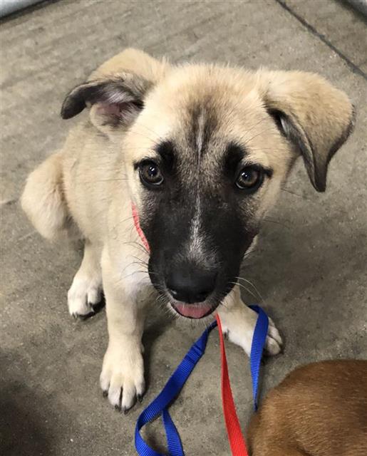 Shelter Stray Female Dog last seen Near BLOCK E MCKENZIE AVE, FRESNO CA 93702, 5277 E Airways Blvd, Fresno, CA 93727, USA