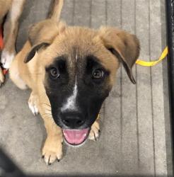 Shelter Stray Male Dog last seen Near BLOCK E MCKENZIE AVE, FRESNO CA 93702, 5277 E Airways Blvd, Fresno, CA 93727, USA