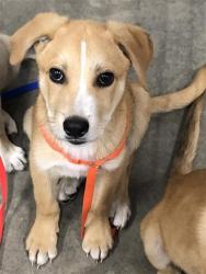 Shelter Stray Male Dog last seen Near BLOCK E MCKENZIE AVE, FRESNO CA 93702, 5277 E Airways Blvd, Fresno, CA 93727, USA