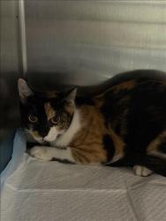 Shelter Stray Female Cat last seen , 11361 W Pico Blvd, Los Angeles, CA 90064, USA