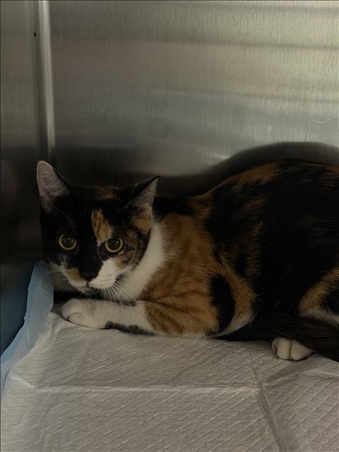 Shelter Stray Female Cat last seen , 11361 W Pico Blvd, Los Angeles, CA 90064, USA