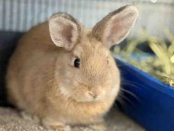 Shelter Stray Female Rabbit last seen , 5821 Sweetwater Rd, Bonita, CA 91902, USA