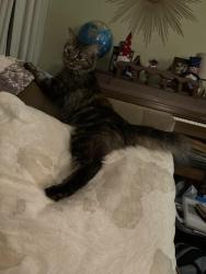 Found/Stray Female Cat last seen 43rd Ave N & Penn Ave N Minneapolis, Minneapolis, MN 55412