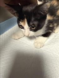 Shelter Stray Female Cat last seen , 11361 W Pico Blvd, Los Angeles, CA 90064, USA
