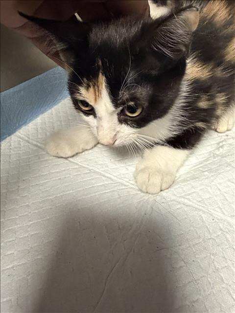 Shelter Stray Female Cat last seen , 11361 W Pico Blvd, Los Angeles, CA 90064, USA