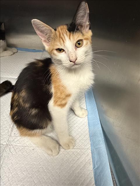 Shelter Stray Female Cat last seen , 11361 W Pico Blvd, Los Angeles, CA 90064, USA