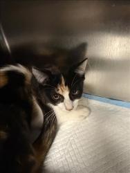 Shelter Stray Female Cat last seen , 11361 W Pico Blvd, Los Angeles, CA 90064, USA