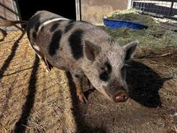 Shelter Stray Female Livestock last seen LOS COCHES, 5821 Sweetwater Rd, Bonita, CA 91902, USA
