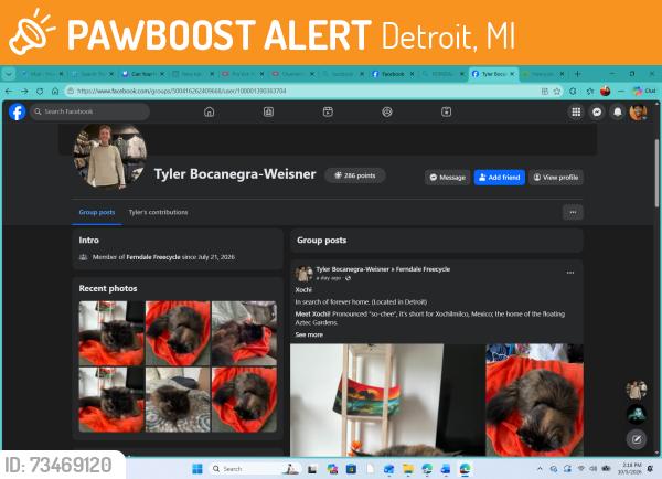 Found/Stray Female Cat last seen Tyler Bocanegra-Weisner, Detroit, MI 48207