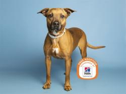 Shelter Stray Female Dog last seen 335TH AVE AND DOBBINS RD, 5501 E Van Buren St, Phoenix, AZ 85008, USA