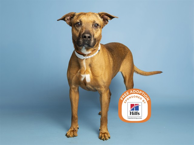 Shelter Stray Female Dog last seen 335TH AVE AND DOBBINS RD, 5501 E Van Buren St, Phoenix, AZ 85008, USA
