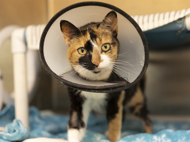 Shelter Stray Female Cat last seen N/A, 5501 E Van Buren St, Phoenix, AZ 85008, USA