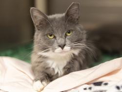 Shelter Stray Female Cat last seen MONTE VISTA RD, 5501 E Van Buren St, Phoenix, AZ 85008, USA