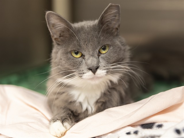 Shelter Stray Female Cat last seen MONTE VISTA RD, 5501 E Van Buren St, Phoenix, AZ 85008, USA