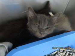 Shelter Stray Male Cat last seen YUCKY HOUSE, 5501 E Van Buren St, Phoenix, AZ 85008, USA
