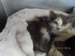 Shelter Stray Female Cat last seen YUCKY HOUSE, 5501 E Van Buren St, Phoenix, AZ 85008, USA