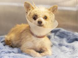 Shelter Stray Male Dog last seen 55TH/BROADWAY, 5501 E Van Buren St, Phoenix, AZ 85008, USA