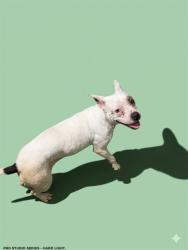 Shelter Stray Female Dog last seen Near BLOCK JAMMES, 2020 Forest St, Jacksonville, FL 32204, USA