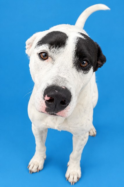 Shelter Stray Male Dog last seen Near BLOCK W 18TH, 2020 Forest St, Jacksonville, FL 32204, USA