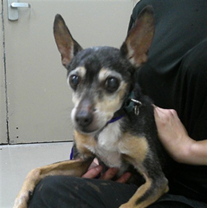 Shelter Stray Male Dog last seen Near BLOCK ORANGE DR, ALTAMONTE SPRINGS FL 32701, 232 Eslinger Way, Sanford, FL 32773, USA