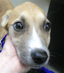 Shelter Stray Female Dog last seen SOMEWHERE ON 46 IN SANFORD, 232 Eslinger Way, Sanford, FL 32773, USA