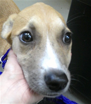 Shelter Stray Female Dog last seen SOMEWHERE ON 46 IN SANFORD, 232 Eslinger Way, Sanford, FL 32773, USA