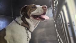 Shelter Stray Male Dog last seen , 1850 W 60th St, Los Angeles, CA 90047, USA