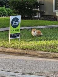 Reunited Unknown Dog last seen Auburn Hills Dr and Hermitage Oaks Dr, Gettysburg, TX 77377