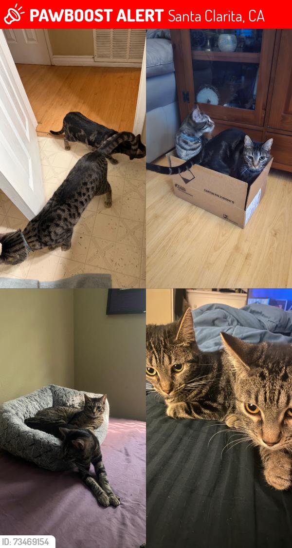 Lost Unknown Cat last seen Granary Square, Santa Clarita, CA 91355