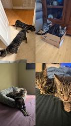 Lost Unknown Cat last seen Granary Square, Santa Clarita, CA 91355