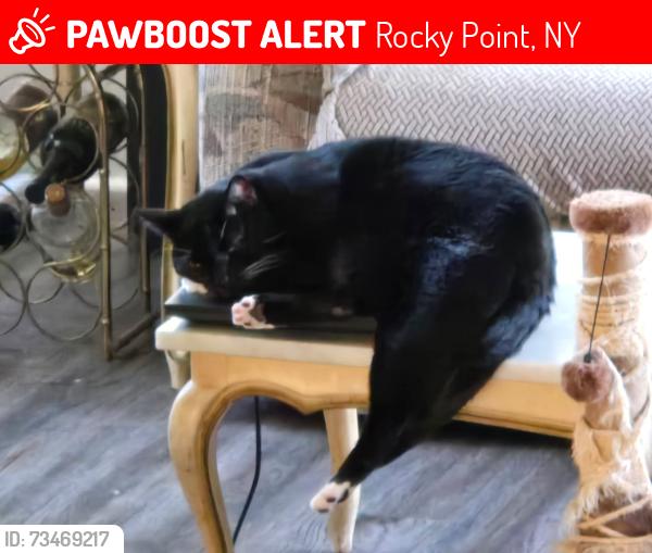Lost Male Cat last seen Sylvester court and Merrits Path Rocky point, Rocky Point, NY 11778