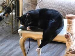 Lost Male Cat last seen Sylvester court and Merrits Path Rocky point, Rocky Point, NY 11778