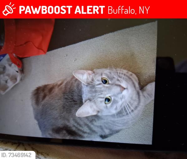Lost Male Cat last seen Harlem Rd, .nearCleveland dr...around the cemeteries, Buffalo, NY 14225