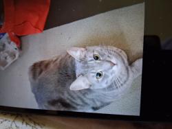 Lost Male Cat last seen Harlem Rd, .nearCleveland dr...around the cemeteries, Buffalo, NY 14225