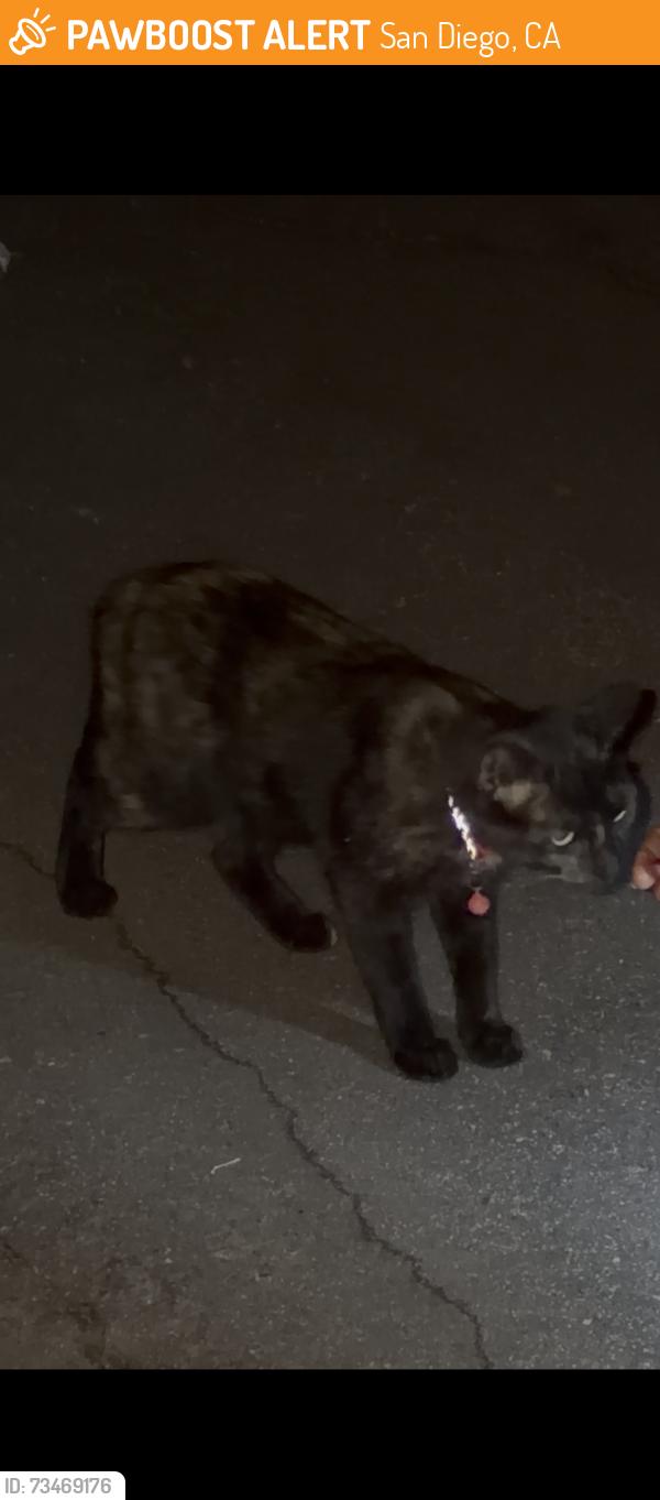 Found/Stray Unknown Cat last seen Estelle st, San Diego, CA 92115