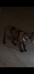 Found/Stray Unknown Cat last seen Estelle st, San Diego, CA 92115