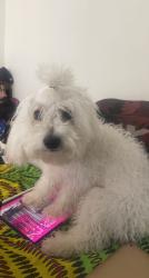 Lost Male Dog last seen South shore area, Chicago, IL 60619
