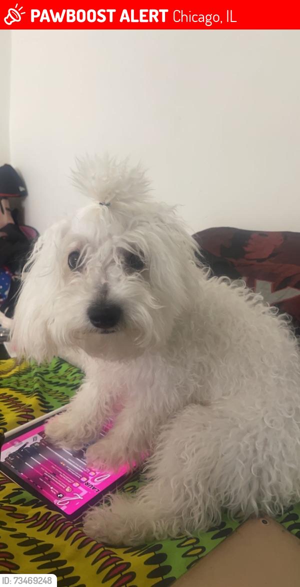 Lost Male Dog last seen South shore area, Chicago, IL 60619